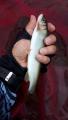 thumb_20191011-212814-07743500-b4092ae4871974af3ea9f449b38e00e3.jpg (51x90)