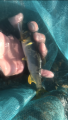 thumb_20191104-213022-06969100-0375b7216a2efb508e85ab44138927f1.png (51x90)