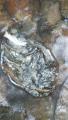 thumb_20200605-184150-31517800-57cbc8eeece7f97a53d1f52e36b250f8.jpg (51x90)