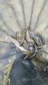 thumb_20200606-195013-76668300-876143f93c0f8a4830d2cb12aa095dd8.jpg (51x90)
