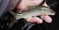 thumb_20200606-201243-88966200-34a5347e54cafc4ee3c0a91be718bc94.jpg (120x62)