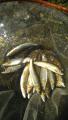 thumb_20200608-071305-95595900-95134583f9238a62c724411b0406e035.jpg (51x90)