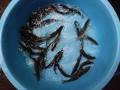 thumb_20200619-083213-92332500-4ae411cda20b77f0222e691669b54646.jpg (120x90)