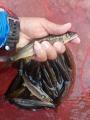 thumb_20200629-052134-07462200-234cfb97fff03643f212d661c85d3701.jpg (68x90)