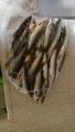 thumb_20200722-203134-90461600-dac7285a729c66f2dcb8a7b14661069b.jpg (51x90)