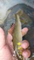 thumb_20200804-165453-69807400-361ae6a635f1c4d75ed17e6b44fe83d6.jpg (51x90)
