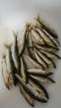 thumb_20200806-195913-34716100-6bcc2957dd304386372e792c43511319.jpg (51x90)
