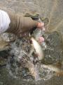 thumb_20200808-081947-95062600-d82e22ce82467f0a7f82559b56b9723c.jpg (68x90)