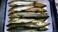 thumb_20200809-070622-46794200-e26da196fc5f634b0110261fc9a82e76.jpg (120x67)