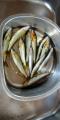 thumb_20200809-225328-04325300-f92dd6d438dc0f311db1d4ef4dc2d566.jpg (45x90)