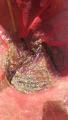 thumb_20200815-230713-39897300-39dfad9d9a3aa19b1573e218ec1bbeeb.jpg (51x90)