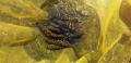 thumb_20200818-110741-42547100-2bb84db7312f897d9faef06753be666e.jpg (120x58)