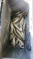 thumb_20200901-001029-94994000-0666c797a203f8c349826a4c297a2a4c.jpg (51x90)