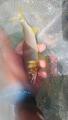 thumb_20200911-183013-45898600-39ea5465cbc34ec4387d6a594c68d672.jpg (51x90)
