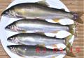 thumb_20200919-213056-04548400-cb7f1004b10256f74a35c736cb937d55.jpg (120x84)