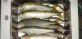 thumb_20200920-235353-33341700-723e2401f75bc76801c95a200aee0c39.jpg (120x58)
