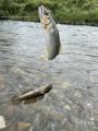 thumb_20200923-230552-07640600-d0ea7a67f474f56f8b9e59d0c4c53966.jpg (68x90)