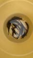 thumb_20201003-181456-08672100-67e6de8ffb788f2b0b5a83655441ca57.jpg (51x90)