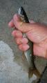 thumb_20201007-171006-60450300-cc326b03ec161a4d4d0633d4444e2490.jpg (51x90)