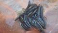 thumb_20201014-231321-18997800-83b948c4bf4ec14d68462adc137f2842.jpg (120x68)