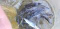 thumb_20201023-173235-64733900-83bdf9e4be8fa6adc58007dc88c0b7da.jpg (120x58)