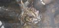 thumb_20201107-182550-98238100-e058caf494fc479bb2c95fcb4154826a.jpg (120x58)