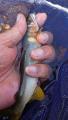 thumb_20201112-190043-33993600-f03aebb06ac8121f2253a24a35775b48.jpg (51x90)