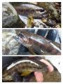 thumb_20210321-070618-69375500-7a7707c953ee62ce2e604bdd87bdd2bb.jpg (68x90)