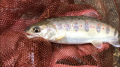 thumb_20210322-205553-84874300-5e392cea05a314be723c7895a71c1312.png (120x67)