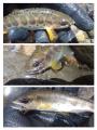 thumb_20210327-200035-04113600-a434f6d9b4b59dd90b93d53db7d15306.jpg (68x90)