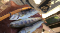 thumb_20210407-210228-01518300-cebb11315ef94a6a66426151f456755a.png (120x67)