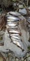 thumb_20210418-231056-22195200-7433def8f43792fdc248f20e49f4badc.jpg (45x90)