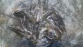 thumb_20210505-111704-97072800-5dc008ace4efd28fc6c58715c3bd8461.jpg (120x68)