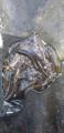 thumb_20210514-175227-77811400-531de8d8a5e59e397dbfc9e8524038df.jpg (44x90)