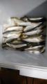 thumb_20210514-194400-88163500-484506455e7eef2999ae8791c3fea91b.jpg (51x90)