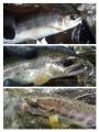 thumb_20210613-172616-13476700-551c6a602b2ba9fbb2543c9ca7d4da7b.jpg (68x90)