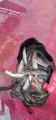 thumb_20210613-210857-93663200-3f95659d5bfa6e20da0aa7e5b8484b60.jpg (42x90)