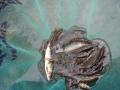 thumb_20210614-090609-30026700-3a4516ee54c0bd514c90029fc21224bd.jpg (120x90)