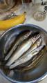 thumb_20210630-051145-82548300-6d7db52ffed38ccdaf0dff5ddaeeeaa3.jpg (51x90)