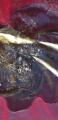thumb_20210630-064122-03864900-4a886bf140926242d0fa251fe3cd497e.jpg (44x90)