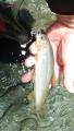 thumb_20210706-185205-38041900-cd90af6ad235d6757c6b55804440b38d.jpg (51x90)