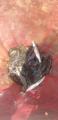 thumb_20210713-194624-81399600-5acd3c439c0474b5378a85285ee723d4.jpg (44x90)