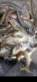 thumb_20210714-222600-32162800-e7af8f722449106279ab311a6aeb8ec2.png (42x90)