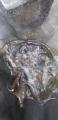 thumb_20210718-090229-24059800-b8e748cbd0f7fed6bbaa93e78517e63b.jpg (44x90)