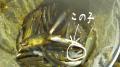 thumb_20210722-063224-83960700-b2c22c85319dcbd415281f942541136a.jpg (120x67)