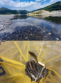 thumb_20210727-002043-23928000-43df88714bfce4b7cef81df7a34a2a51.png (66x90)