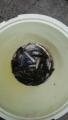 thumb_20210729-201231-95516800-33d44e6a851e26995d84f0537256c8cf.jpg (51x90)