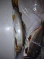 thumb_20210801-194048-27711900-afe4c47b73956955befbb1260cb2151b.jpg (68x90)