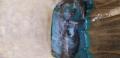 thumb_20210813-034513-23410300-f05bf494f412c12b744a8799b00ace7e.jpg (120x58)
