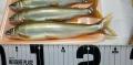 thumb_20210829-073323-61063100-8d3d61d6485508dc01ebd5d4f4868855.jpg (120x59)